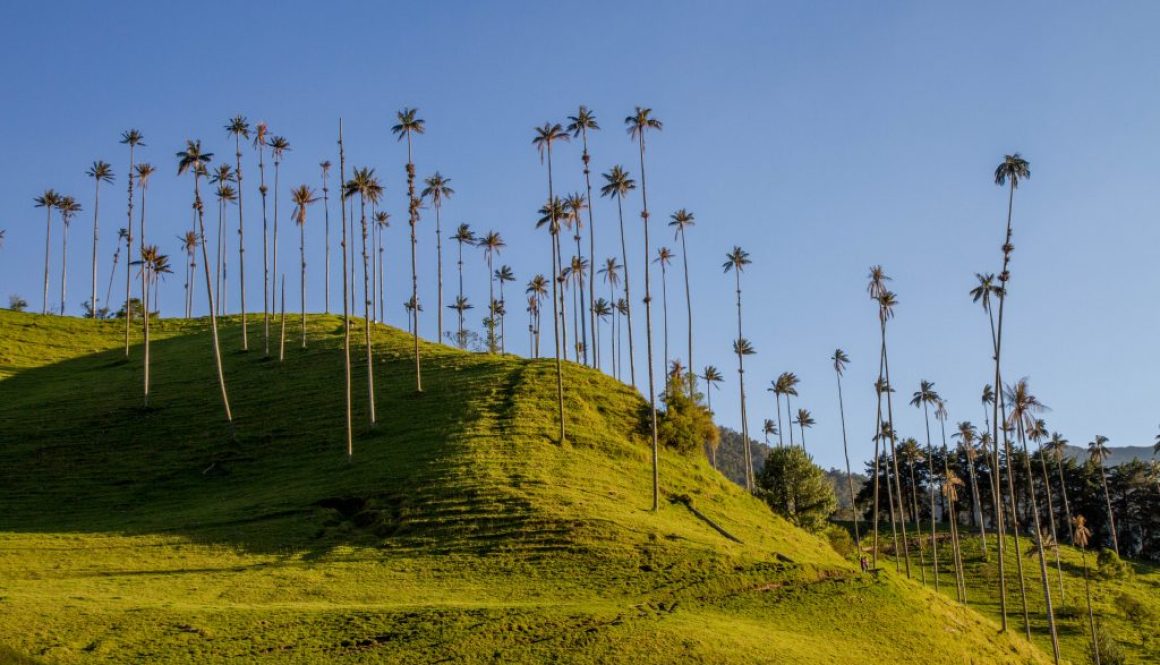 Valle del Cocora, Quindío, Colombia