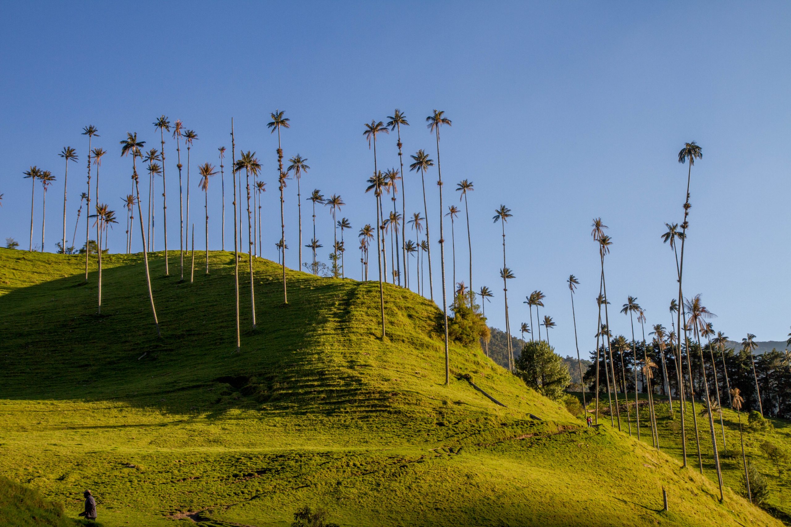 Valle del Cocora, Quindío, Colombia